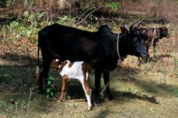 Animals;-Calf;-Comoros-Archipelago;-Cow;-France;-Indian-Ocean;-Kaleidos;-Kaleidos-images;-La-parole-à-limage;-Laurent-Abad;-Livestock;-Mayotte;-Nature;-Stories-Pictures;-Zebu